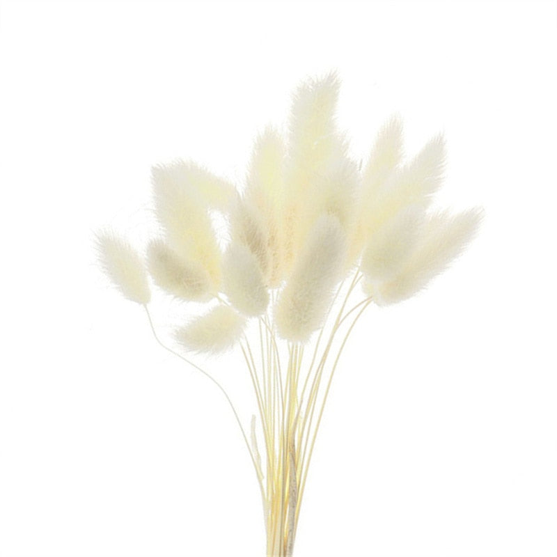 Rabbit Tail Natural Dried Flower Pampas Grass Bunch Real Bouquet Flower for Photo Props Flores Home Wedding Decoration DIY 2022