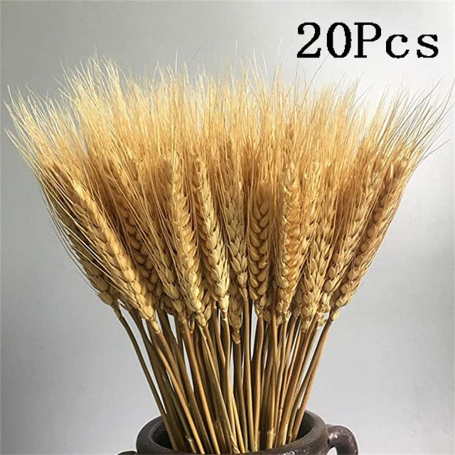 Rabbit Tail Natural Dried Flower Pampas Grass Bunch Real Bouquet Flower for Photo Props Flores Home Wedding Decoration DIY 2022