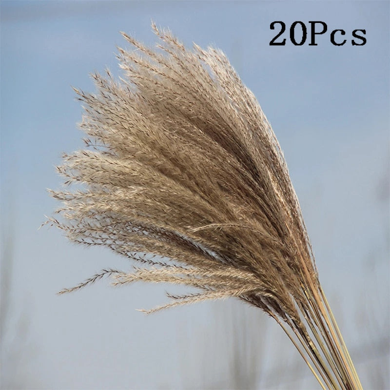 Rabbit Tail Natural Dried Flower Pampas Grass Bunch Real Bouquet Flower for Photo Props Flores Home Wedding Decoration DIY 2022