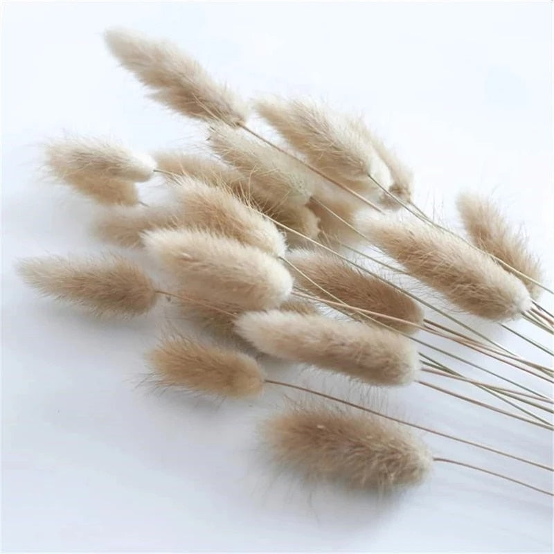 Rabbit Tail Natural Dried Flower Pampas Grass Bunch Real Bouquet Flower for Photo Props Flores Home Wedding Decoration DIY 2022