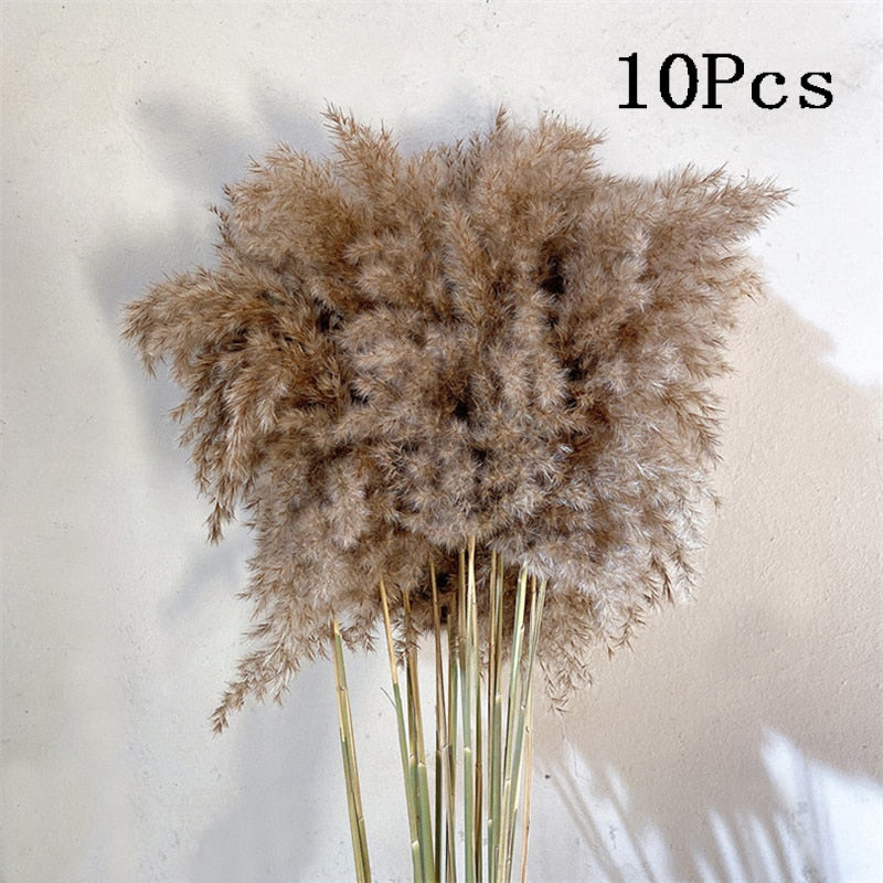 Rabbit Tail Natural Dried Flower Pampas Grass Bunch Real Bouquet Flower for Photo Props Flores Home Wedding Decoration DIY 2022
