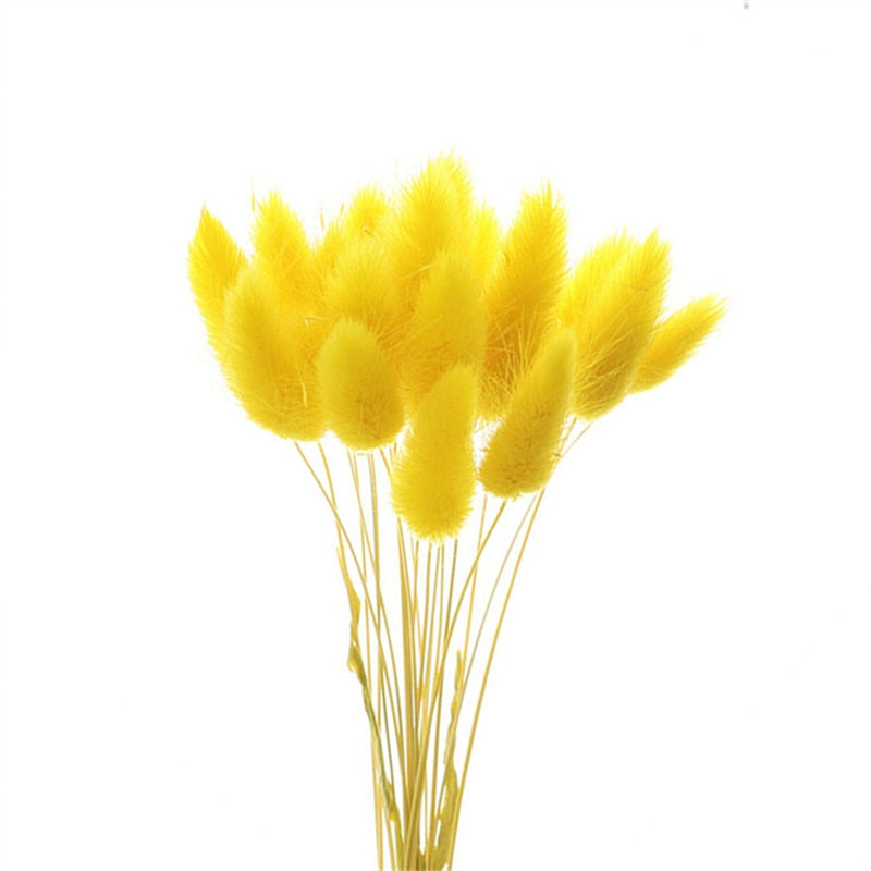 Rabbit Tail Natural Dried Flower Pampas Grass Bunch Real Bouquet Flower for Photo Props Flores Home Wedding Decoration DIY 2022