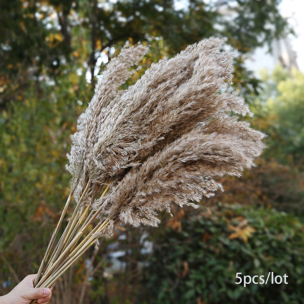 Bulrush Natural Dried Small Pampas Grass Phragmites Real Wheat Artificial Plants Wedding Flower Bunch For Home Decor Fake Flower