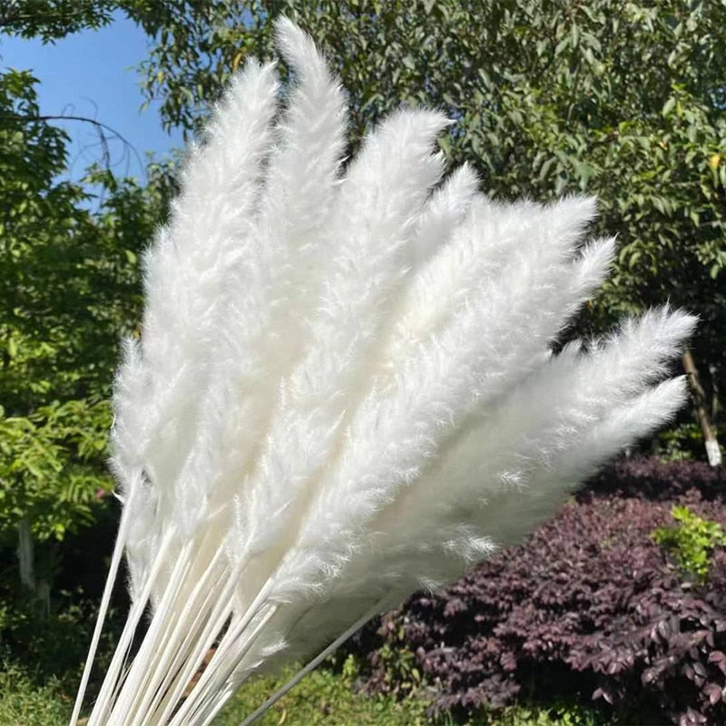 15Pcs Dried Reed Flower Arrangement Natural Pampas Grass For Modern Home Decoration Party Backdrops Wedding Supplies