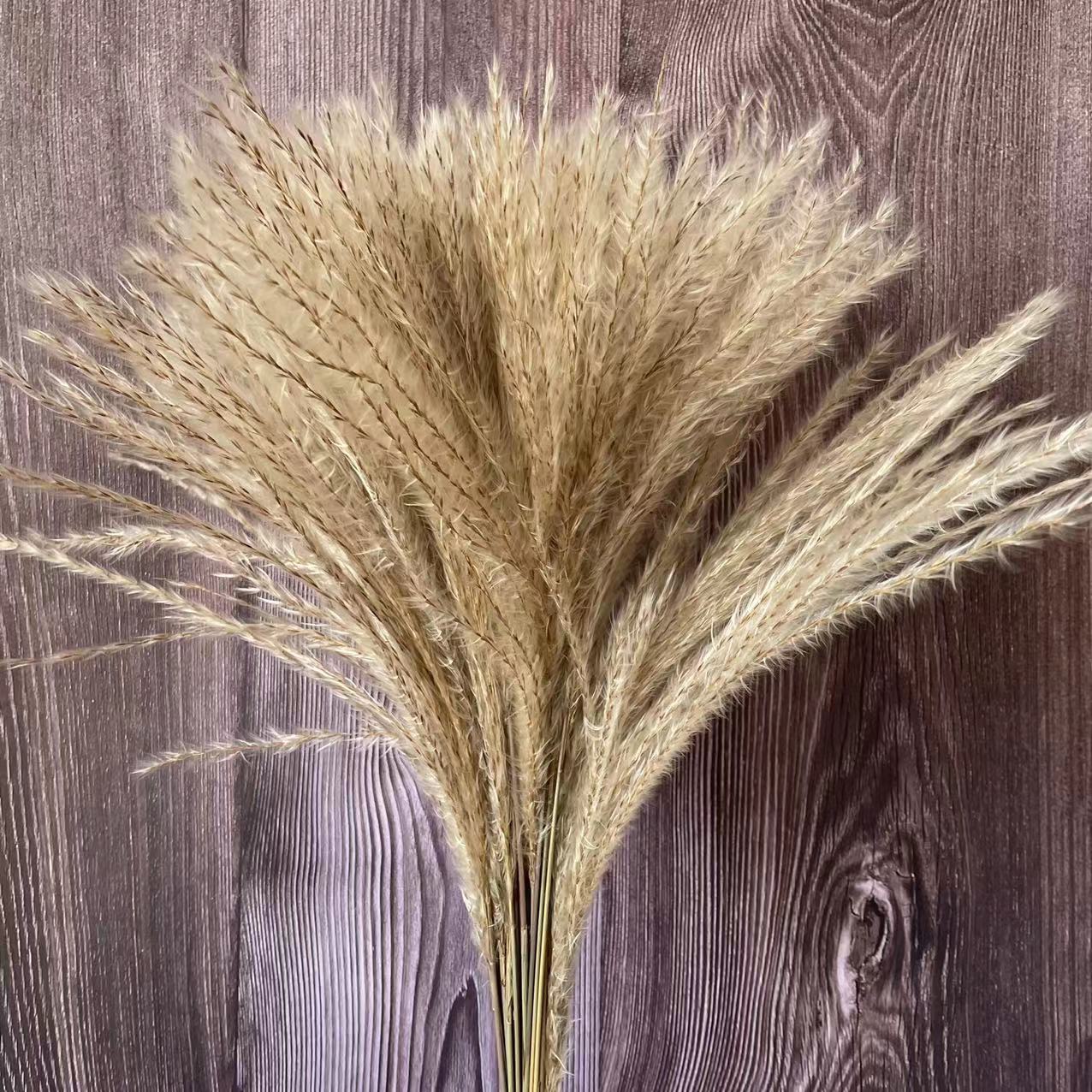 30PCS/Length 40-43CM Real Dried Natural Grass Reed Flower,Dry Small Bulrush Bouquet,Pampas Reeds,Home Decoration,Wedding Decor