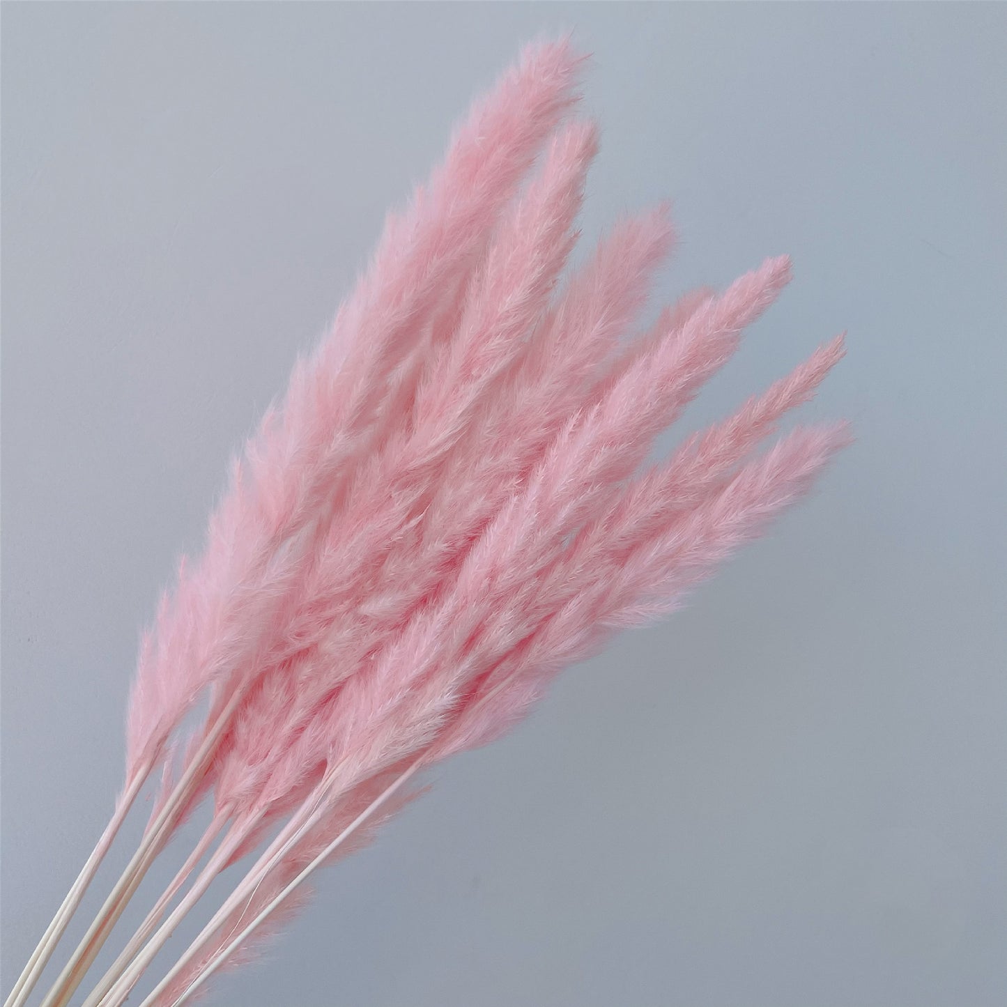 Dekoration 15Pcs Free Shipping Dried Pampas Grass Decor Wedding Flower Bunch Natural Plants for Home Christmas Decorations