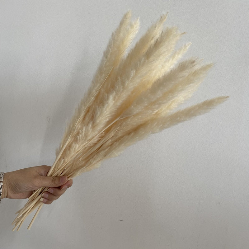 15Pcs Dried Small Pampas Grass Flowers Pantas Artificiales Para Decoracion Real Plants Home Decor Wedding Decoration