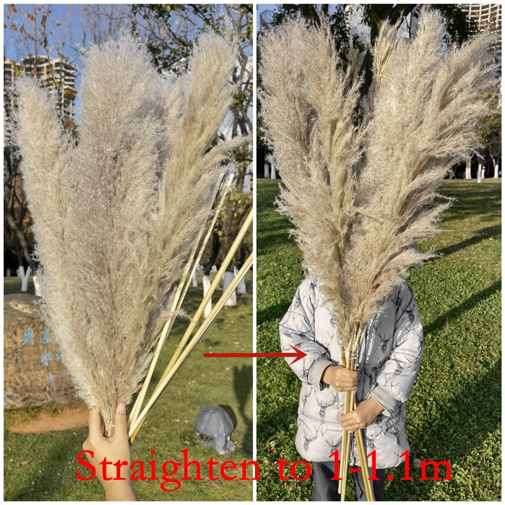 1-1.1m Large Pampas Grass Fluffy Natural Dryness Wedding Bouquet Tall Dried Flower Ceremony Modern Home Garden Decoration Reed