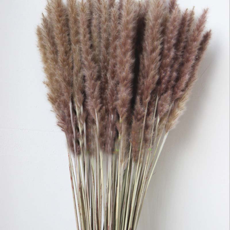 30PCS/Length 40-43CM Real Dried Natural Grass Reed Flower,Dry Small Bulrush Bouquet,Pampas Reeds,Home Decoration,Wedding Decor