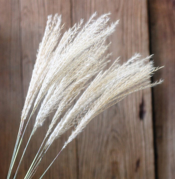 15Pcs Dried Reed Flower Arrangement Natural Pampas Grass For  Modern Home Decoration Party Backdrops Wedding Supplies