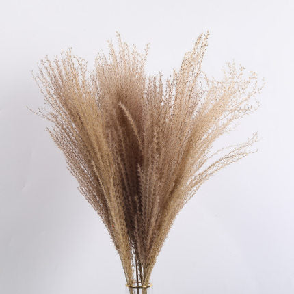 15Pcs Dried Small Pampas Grass Flowers Pantas Artificiales Para Decoracion Real Plants Home Decor Wedding Decoration