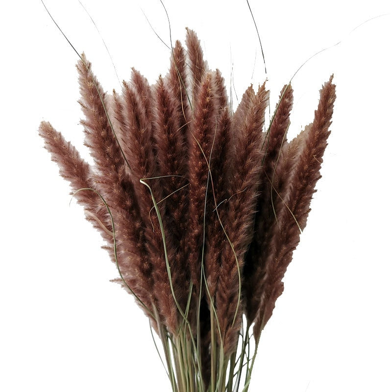 15Pcs Dried Small Pampas Grass Flowers Pantas Artificiales Para Decoracion Real Plants Home Decor Wedding Decoration