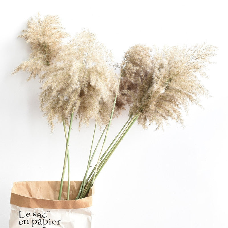 Dried Pampas Grass Decor Fluffy Tall 20-22&#39;&#39; Wedding Flowers Arrangement Natural Bouquet For Home Christmas Decorations Vase