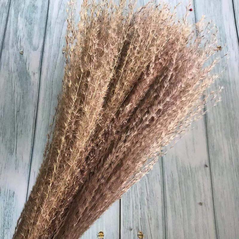 30PCS/Length 40-43CM Real Dried Natural Grass Reed Flower,Dry Small Bulrush Bouquet,Pampas Reeds,Home Decoration,Wedding Decor