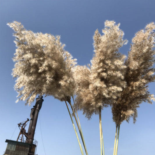 10pcs Bulrush Natural Real Dried Flowers Plants Pampas Grass In Bouquet Small Flower for Decoration Phragmite Wedding Home Decor
