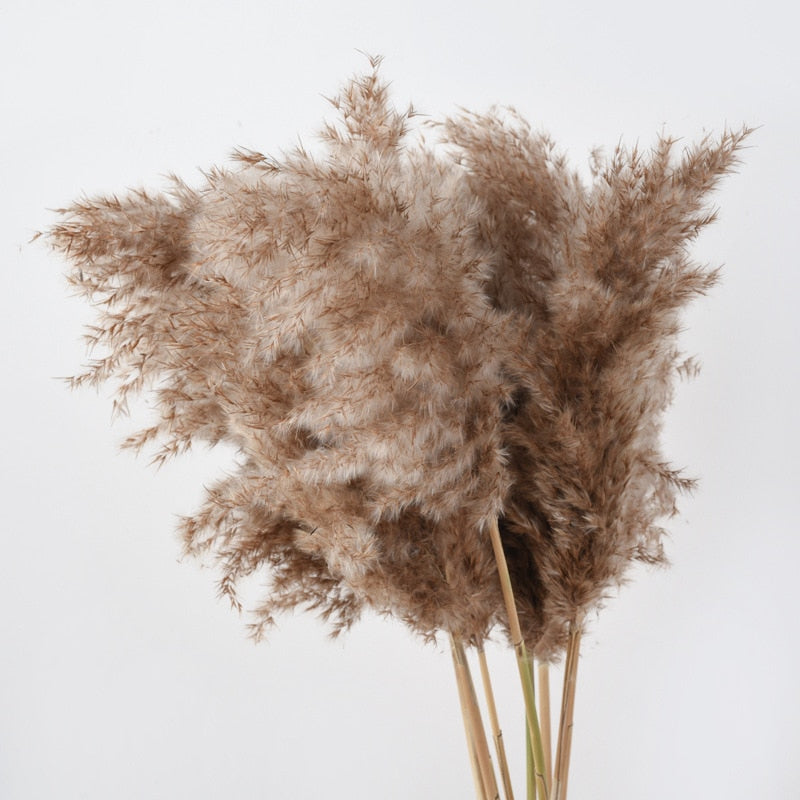 10pcs Bulrush Natural Real Dried Flowers Plants Pampas Grass In Bouquet Small Flower for Decoration Phragmite Wedding Home Decor